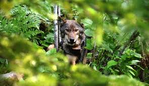 wolf